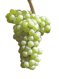 Chardonnay Grape